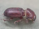 Caelius rufescens - photo 5