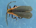 Caenia amplicornis