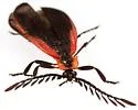 Caenia amplicornis - photo 3