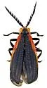 Caenia amplicornis - photo 4