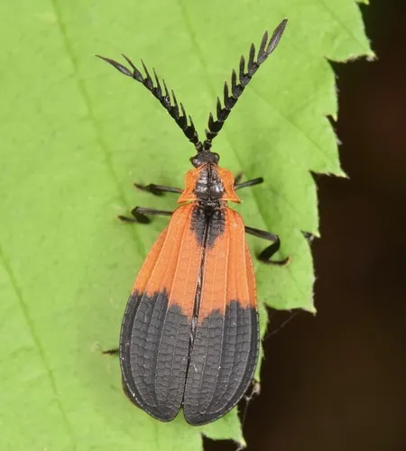Caenia dimidiata - photo 3