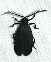 Caenia unnamed or melanic C. amplicornis