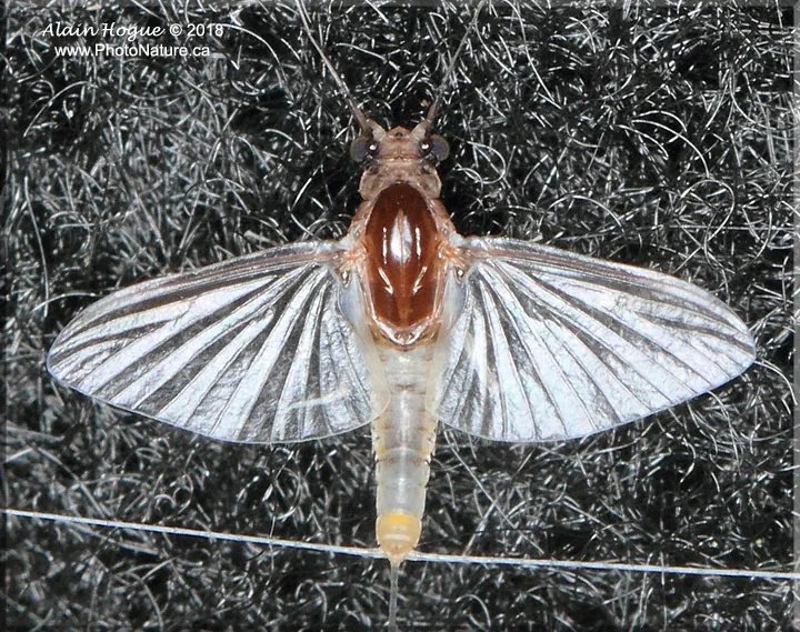 Small Squaregilled Mayflies - Caenidae