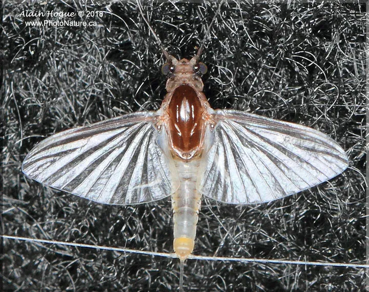 Small Squaregilled Mayflies - photo 2