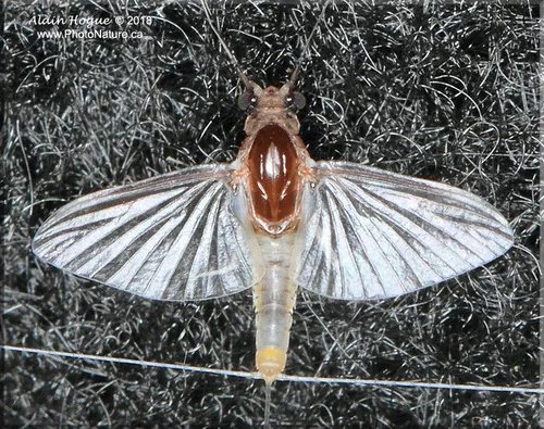 Small Squaregilled Mayflies - photo 3