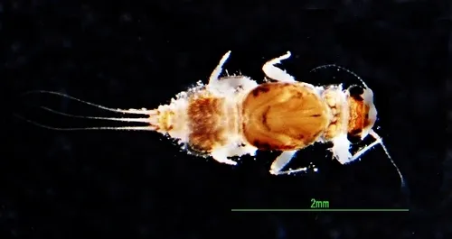 Caenis bajaensis