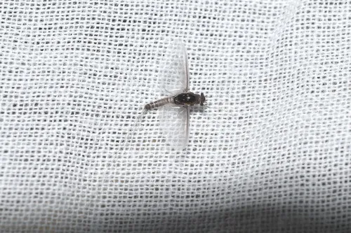 Caenis beskidensis
