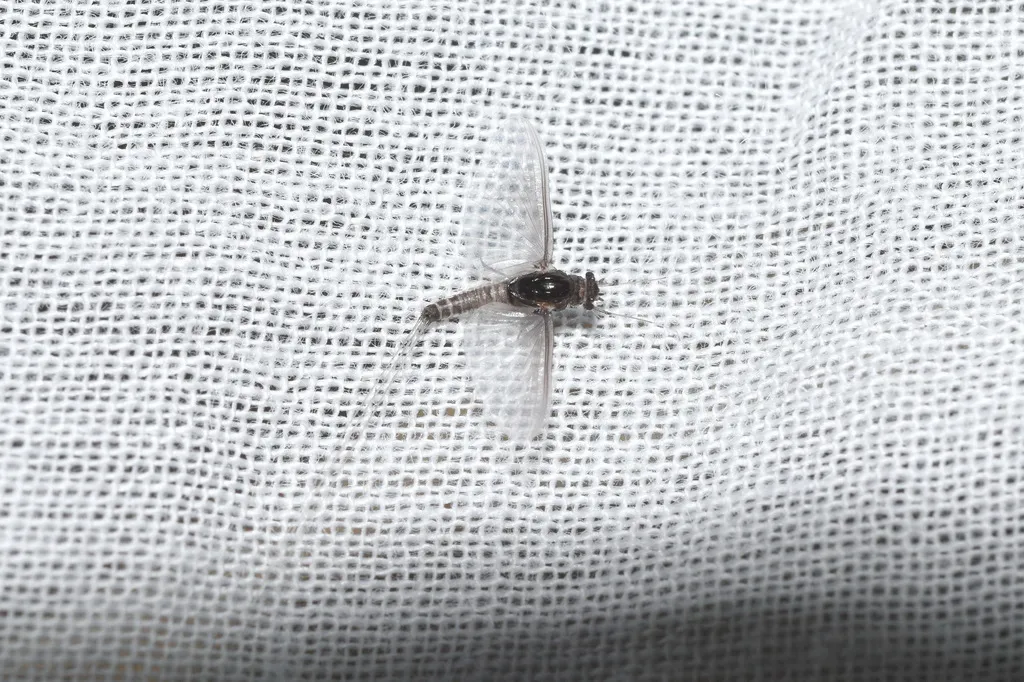 Caenis beskidensis - photo 2