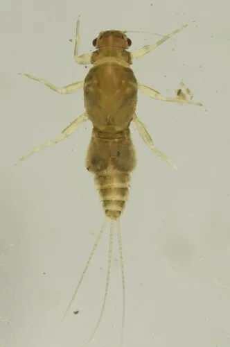 Caenis brevipes