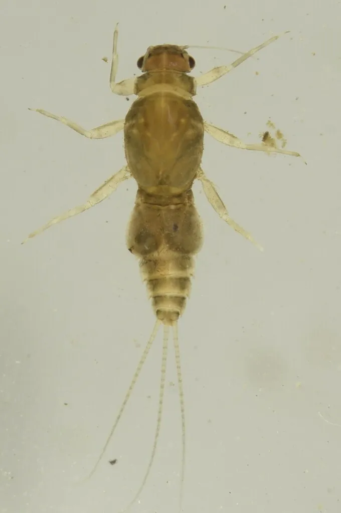 Caenis brevipes - photo 2