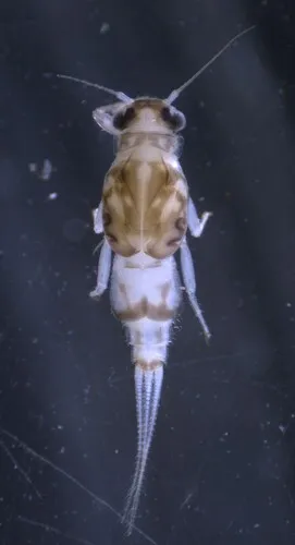 Caenis hilaris