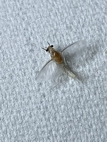 Caenis latipennis