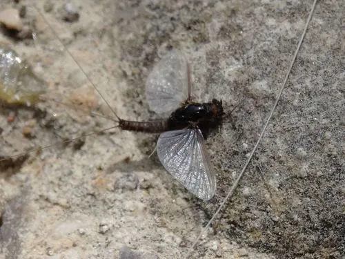 Caenis luctuosa