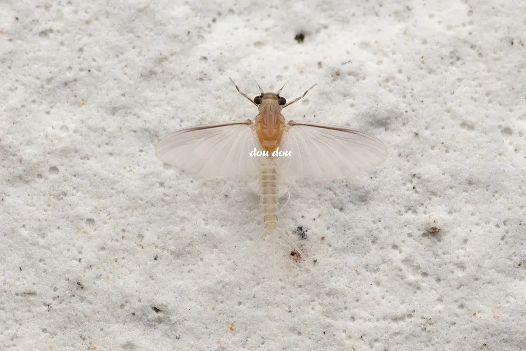 Caenis pycnacantha - photo 2