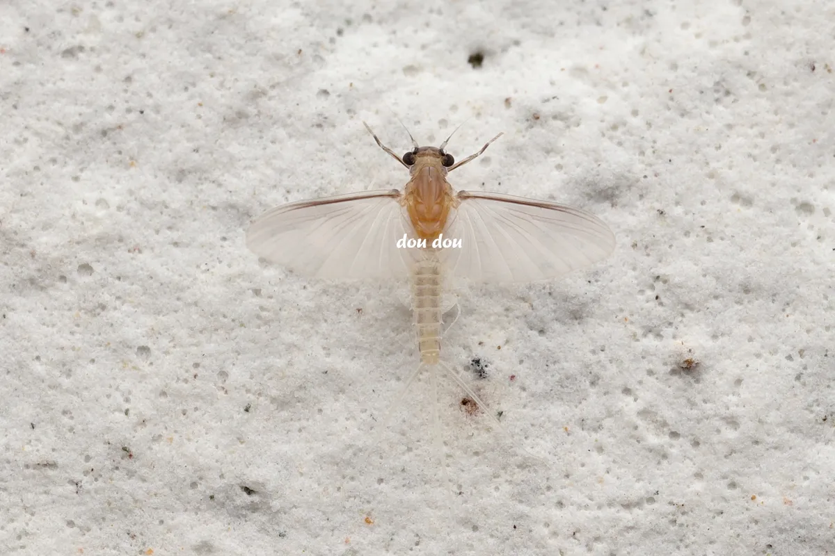Caenis pycnacantha - photo 3