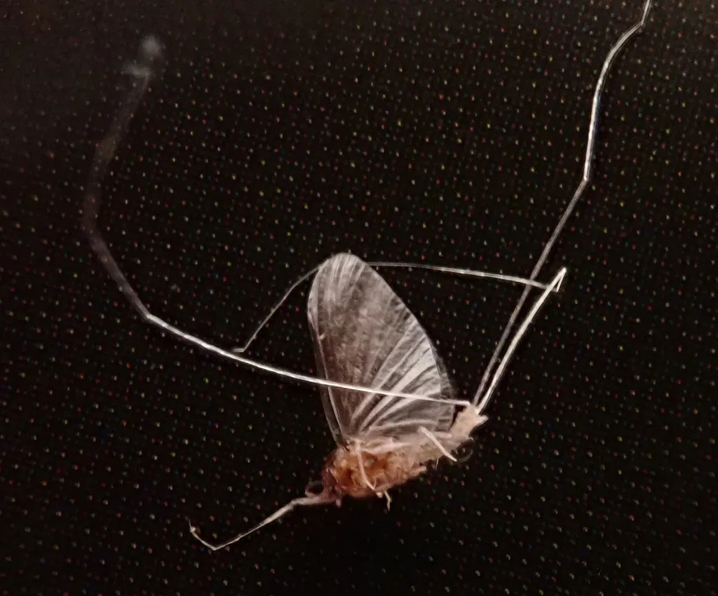 Caenis rivulorum