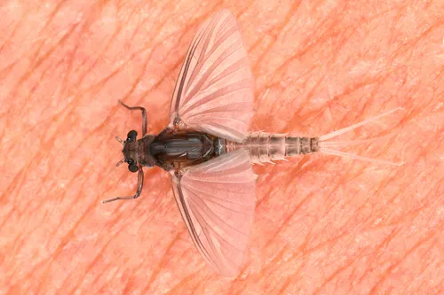 Caenis robusta