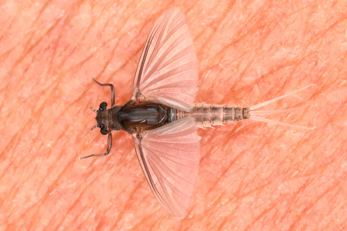 Caenis robusta - photo 3