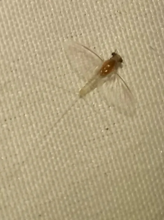 Caenis tardata
