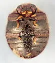 Caenocara bicolor - photo 2