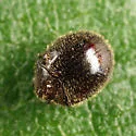 Caenocara bicolor - photo 4