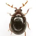 Caenocara bicolor - photo 5