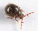 Caenocara oculatum