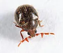 Caenocara oculatum - photo 2
