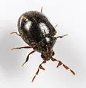 Caenocara oculatum - photo 3