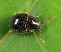 Caenocara oculatum - photo 4