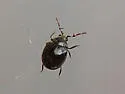 Caenocara oculatum - photo 5