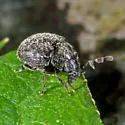Caenocara scymnoides