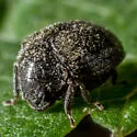 Caenocara scymnoides - photo 2