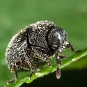 Caenocara scymnoides - photo 3