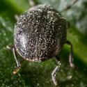 Caenocara scymnoides - photo 4