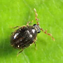 Caenocara tenuipalpum