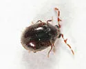 Caenocara tenuipalpum - photo 2