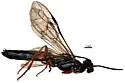 Caenocephus aldrichi