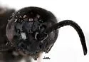 Caenocephus aldrichi - photo 3
