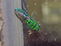 Caenochrysis deversor