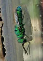 Caenochrysis deversor - photo 2