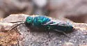 Caenochrysis doriae