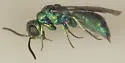 Caenochrysis doriae - photo 2