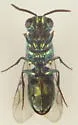 Caenochrysis doriae - photo 3