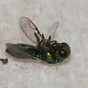 Caenochrysis doriae - photo 4