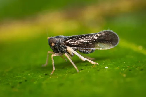 Caenodelphax teapae