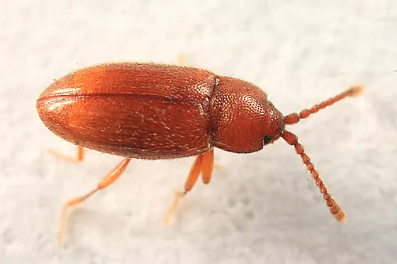 Caenoscelis ferruginea - photo 2