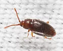 Caenoscelis subdeplanata - photo 2
