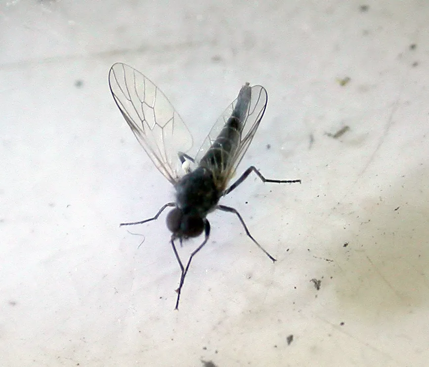 Caenotus hospes - photo 2