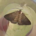 Vetch Looper Moth - Hodges#8733